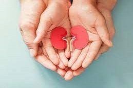 Blood Test For Kidney Function 4 Blood Test for Kidney Functions at Home in Dubai